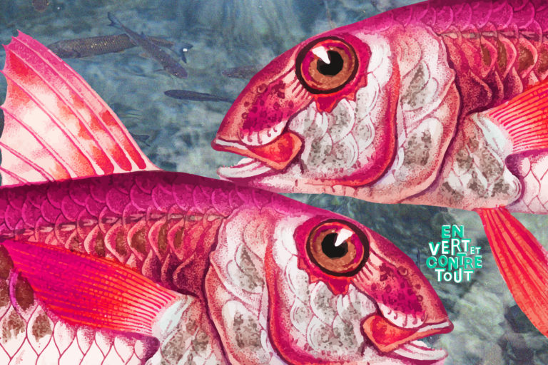 MAIS QUI SONT LES POISSONS? En vert et contre tout